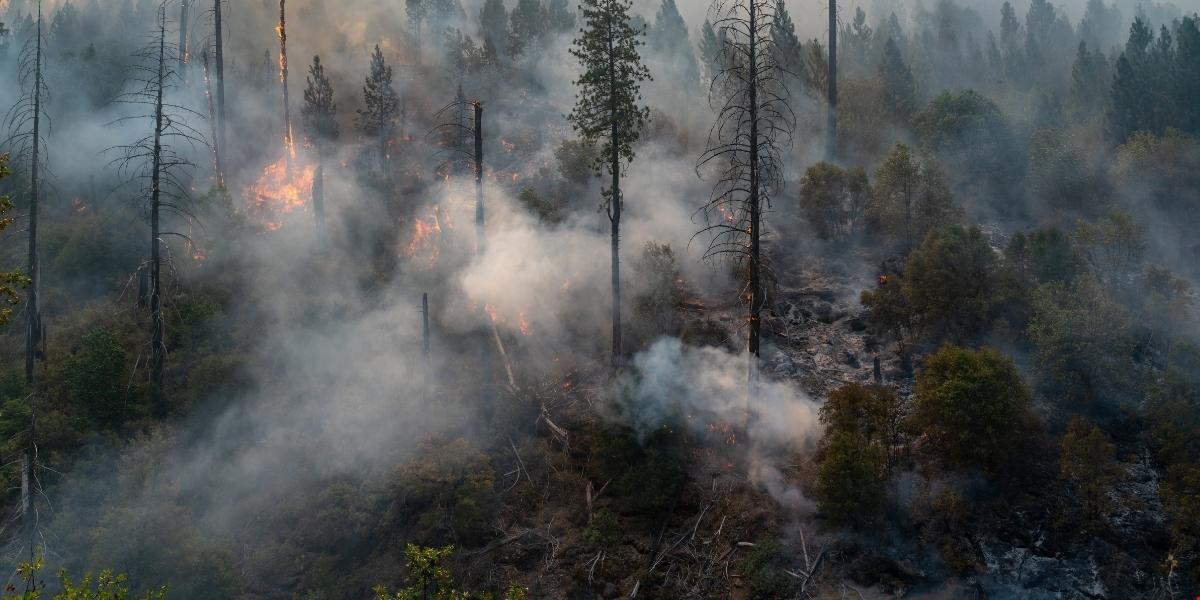 Incendi Boschivi: Inquinamento Atmosferico Sottostimato