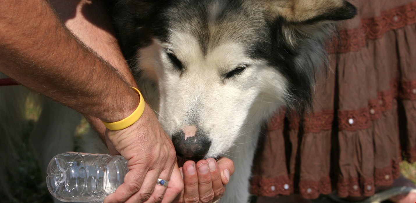 Disasters and pets